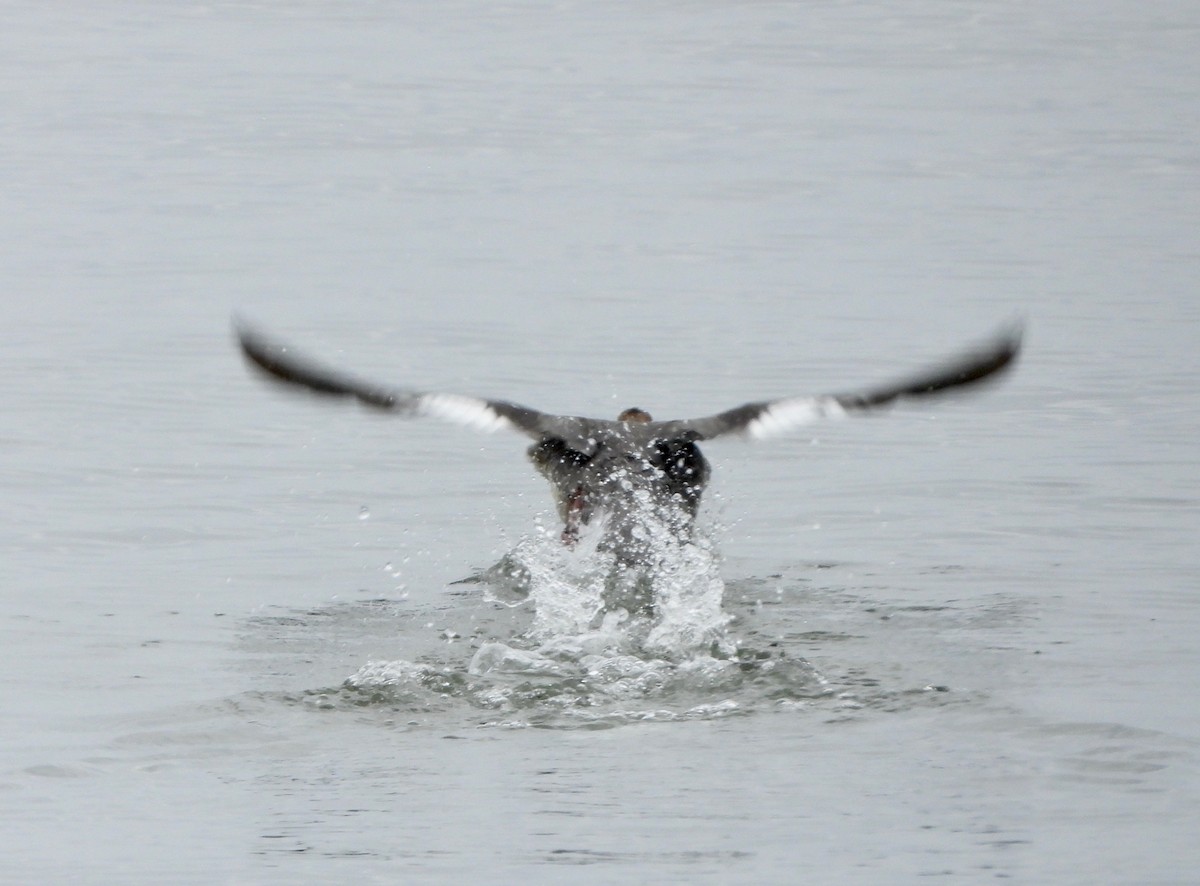 Red-breasted Merganser - Indira Thirkannad