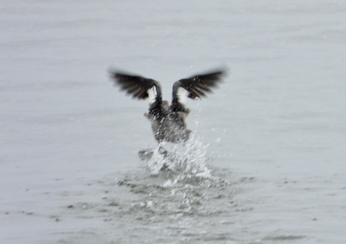 Red-breasted Merganser - ML307601371