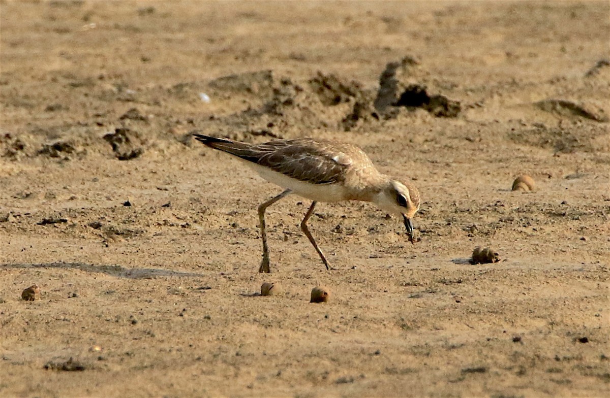 חופמי מזרחי - ML307602691