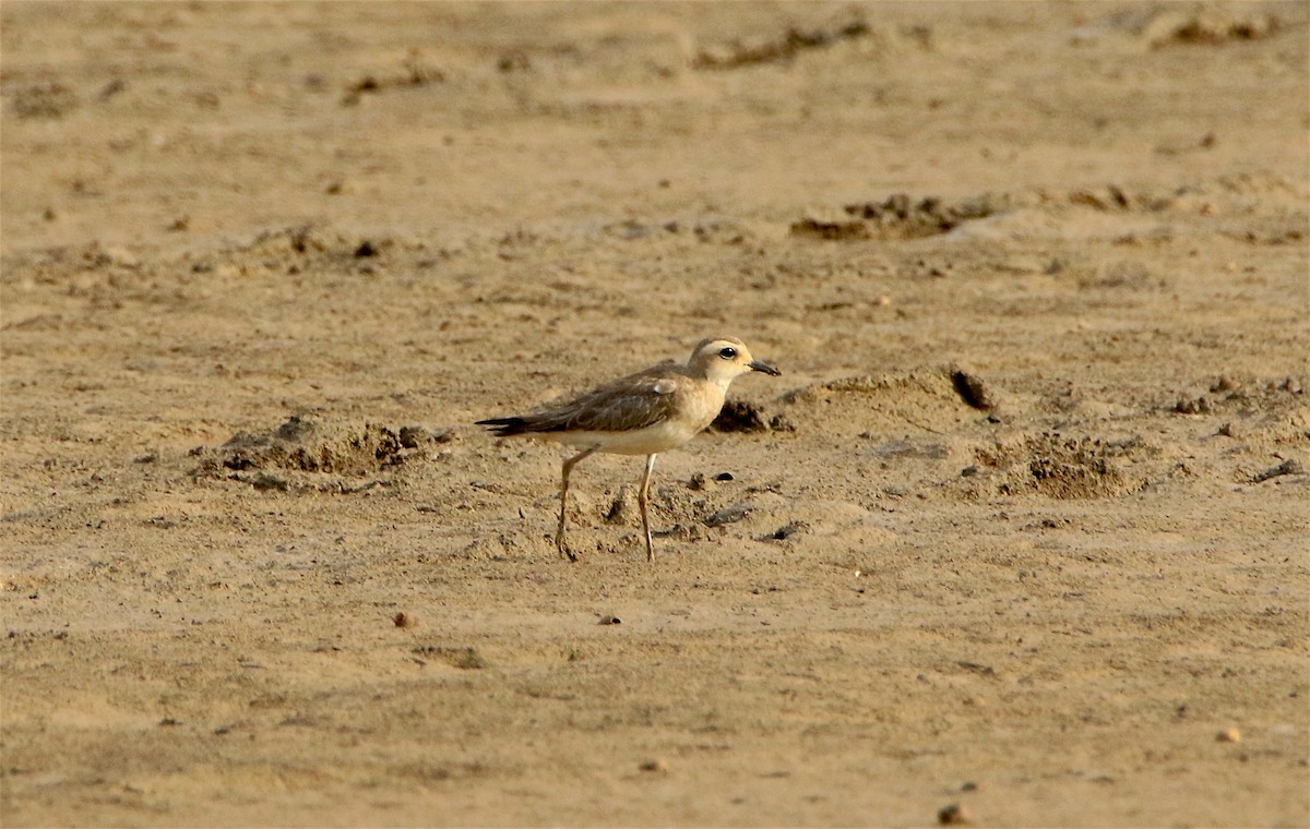 Oriental Plover - ML307602711