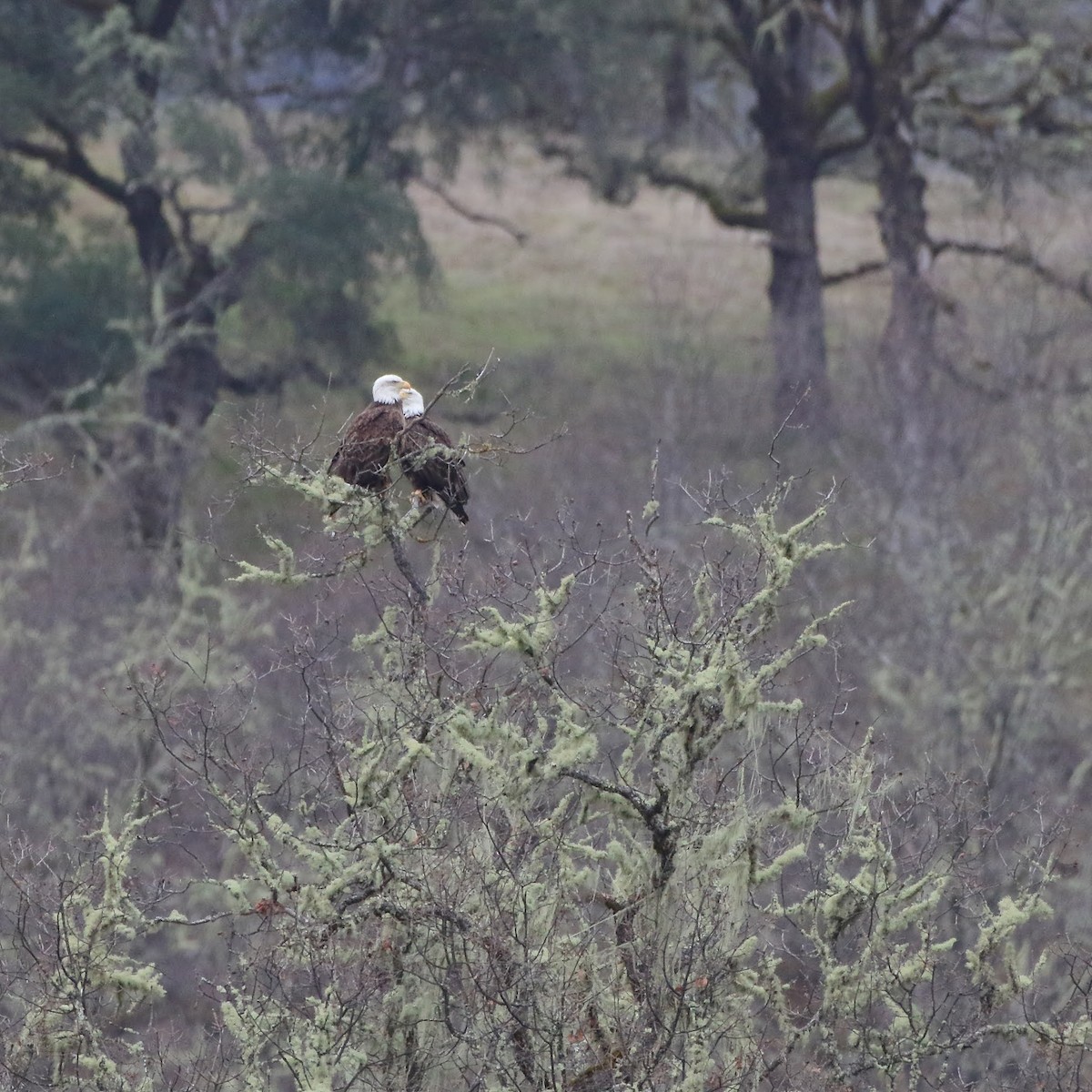 Bald Eagle - ML307603681