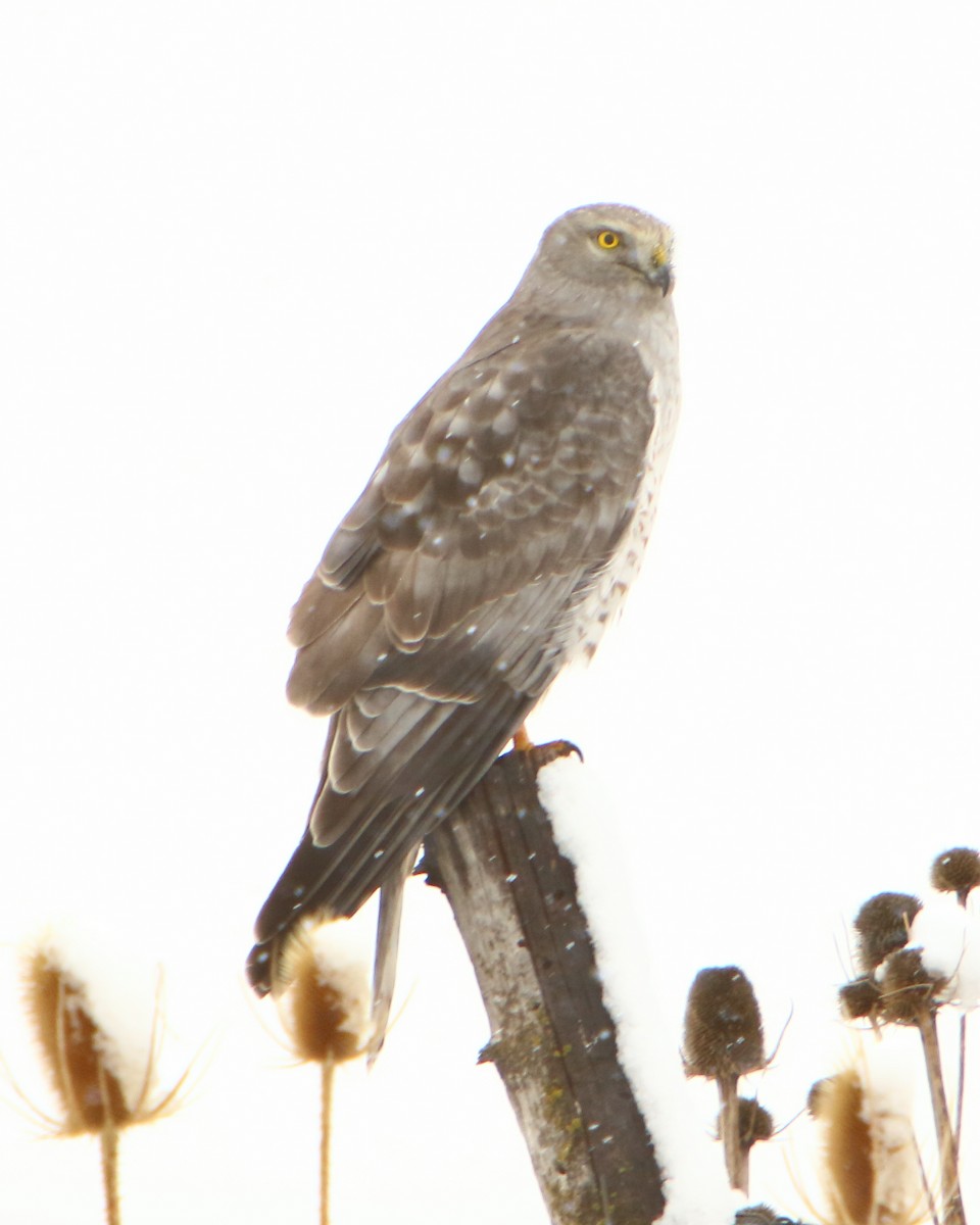 Northern Harrier - ML307604011