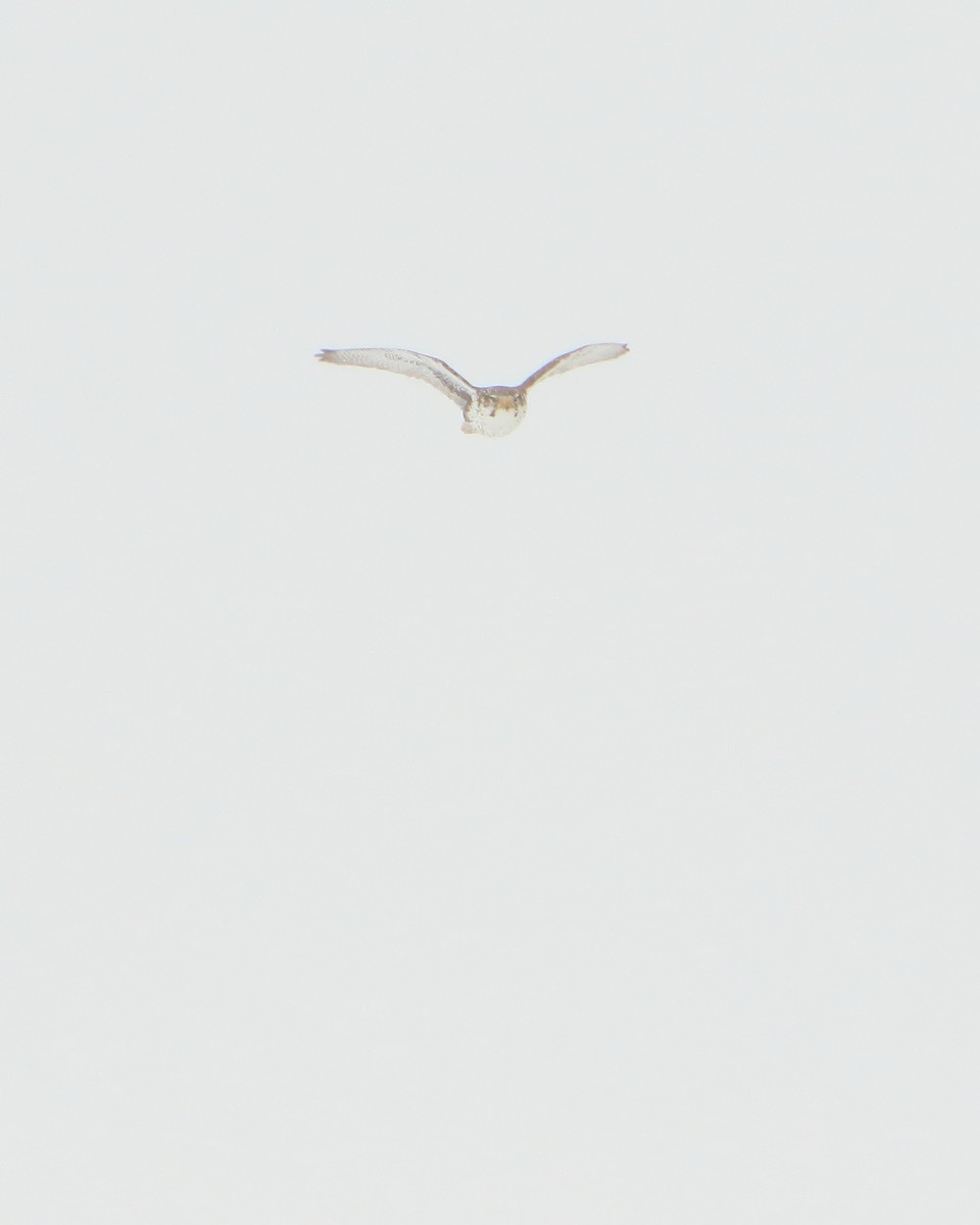 Prairie Falcon - ML307604231