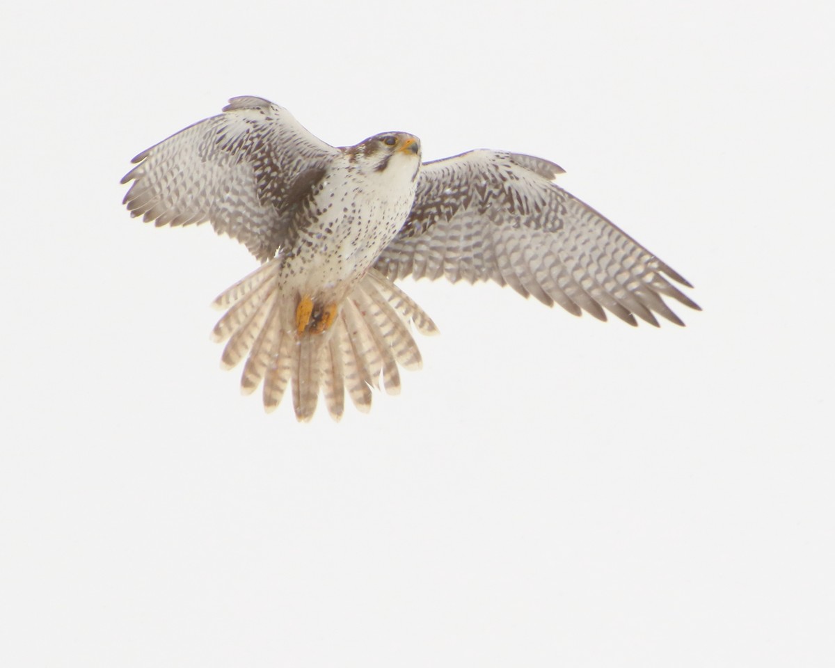 Prairie Falcon - Cullen Clark