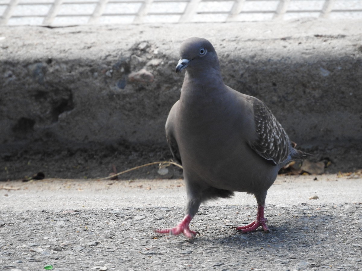 Spot-winged Pigeon - Tomás Aguirre Vallés