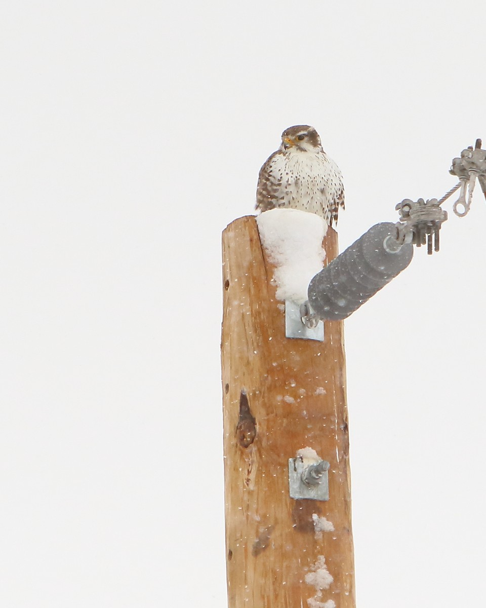 Prairie Falcon - ML307606581