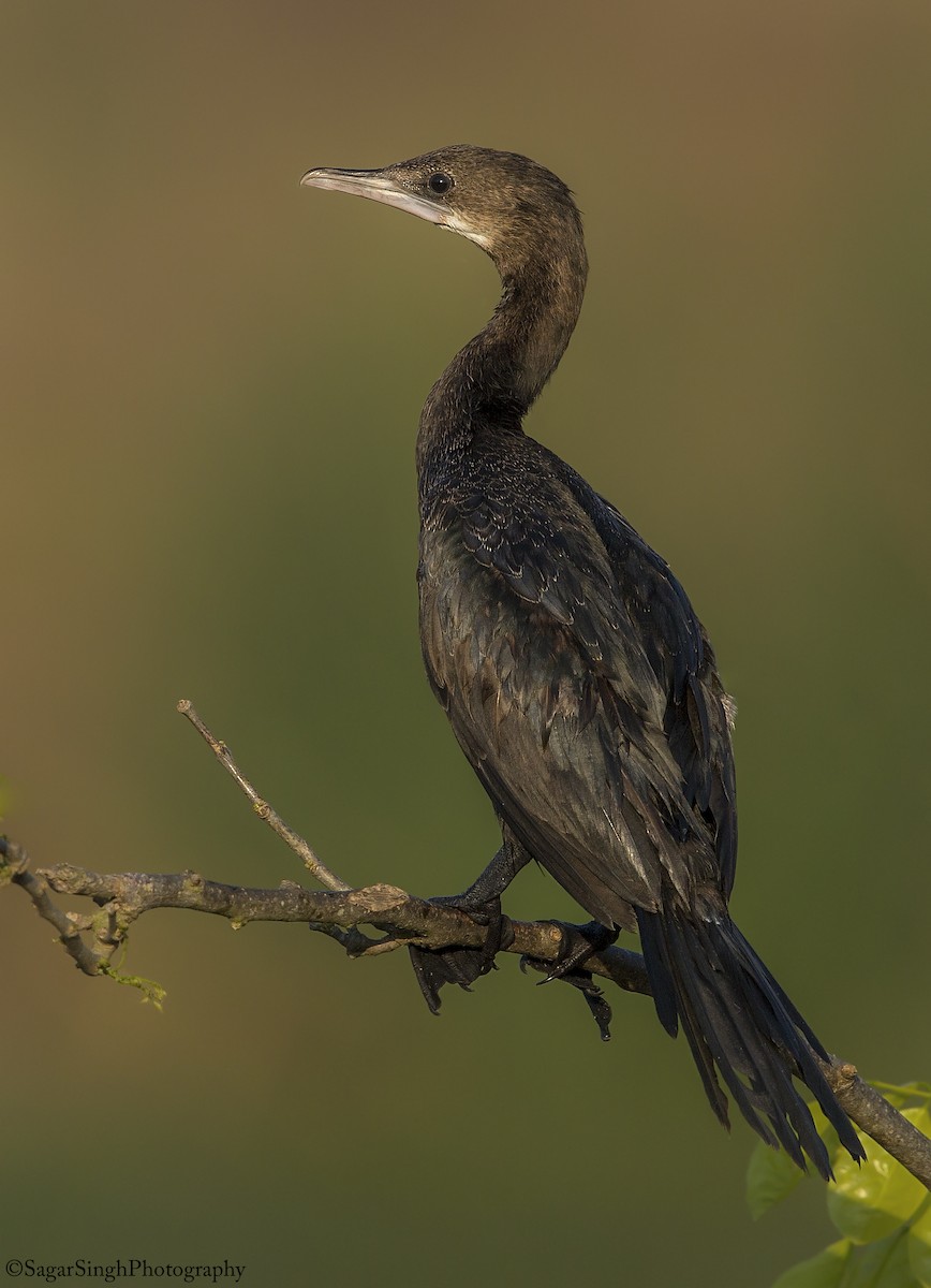 Cormoran de Vieillot - ML307611601