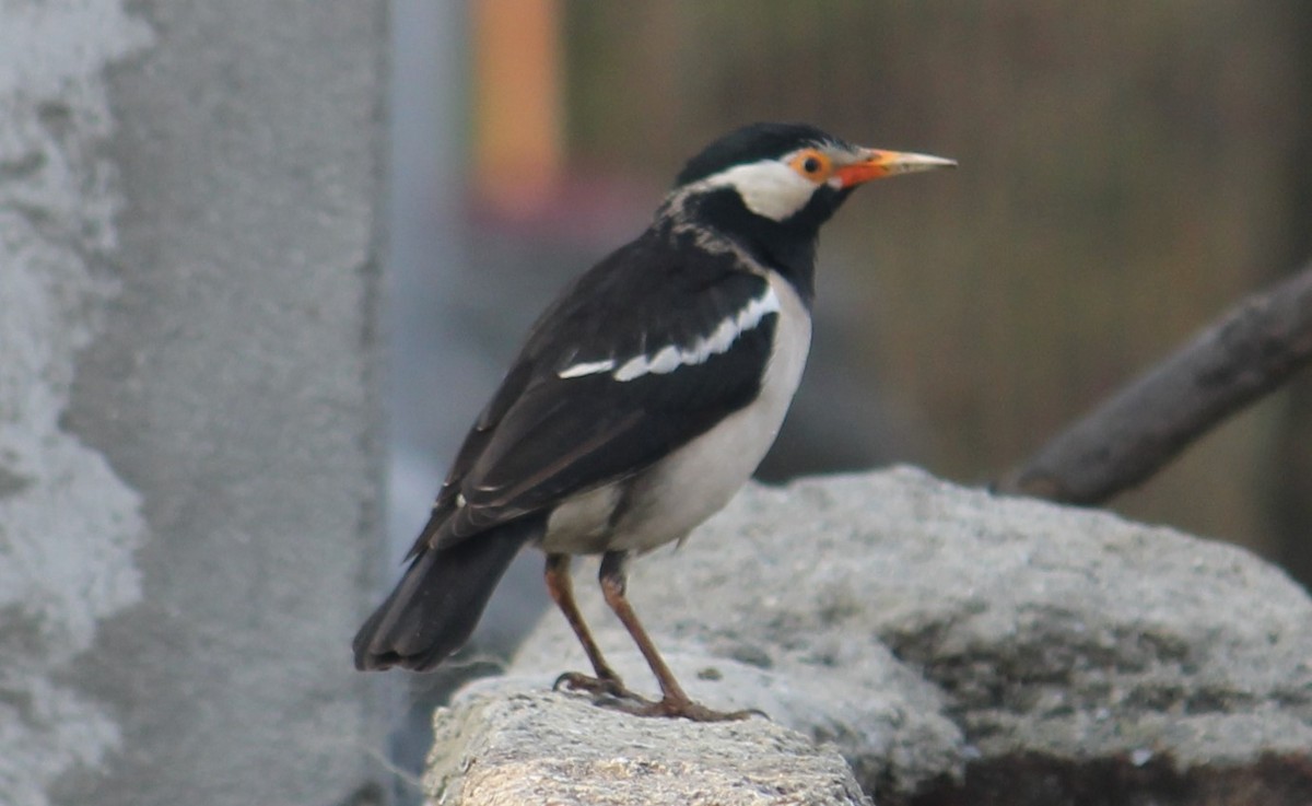 Indian Pied Starling - ML307612041