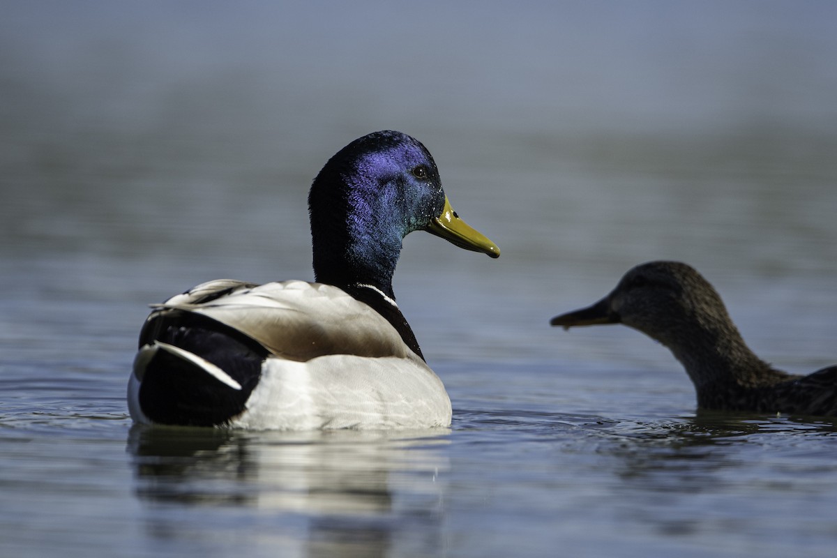 Mallard - Neil Rucker