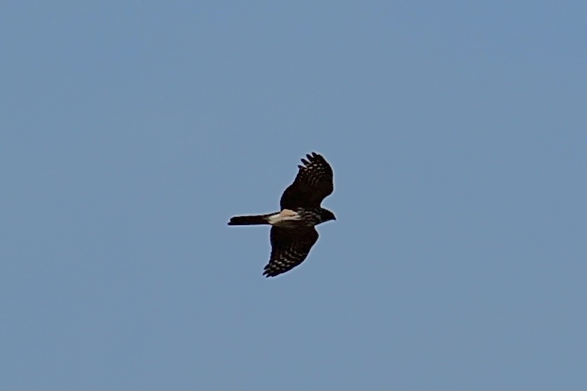 Sharp-shinned Hawk - ML307614501