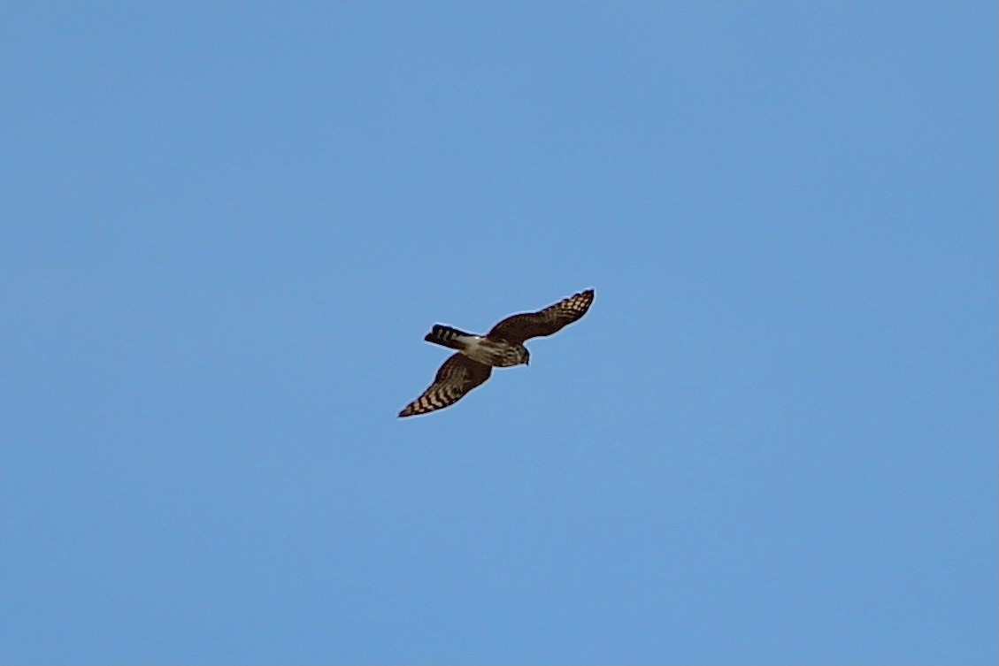 Sharp-shinned Hawk - ML307614511