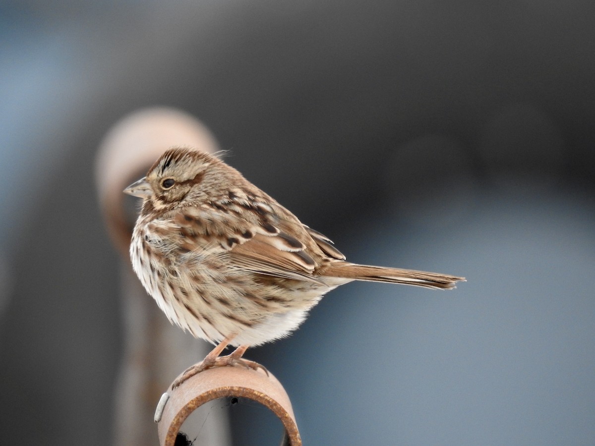 Song Sparrow - Laurie  Keefe
