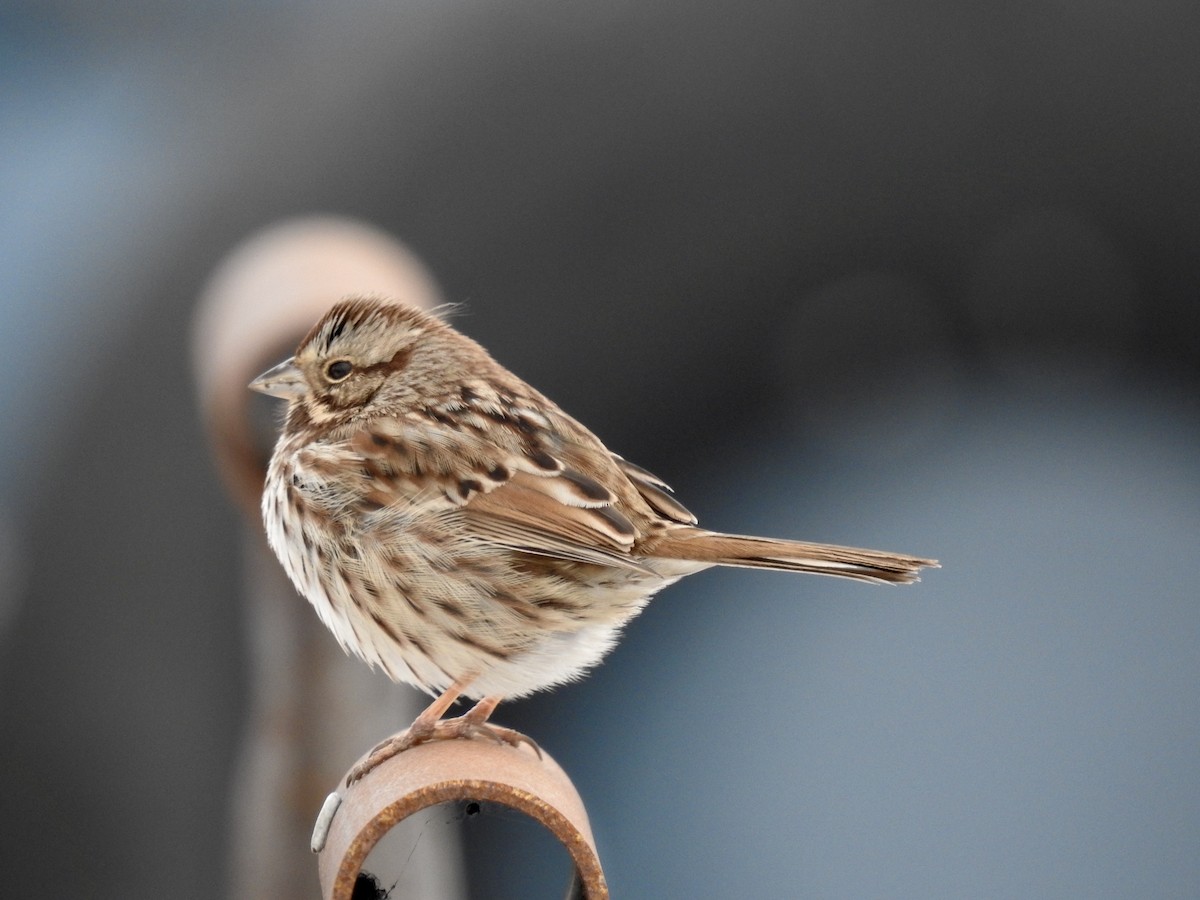 Song Sparrow - ML307614571