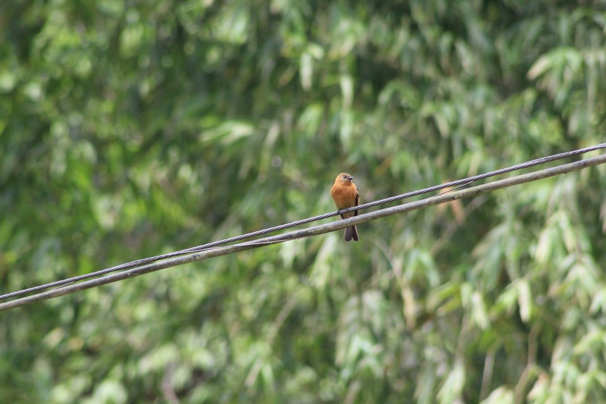 Cinnamon Flycatcher - ML307614581