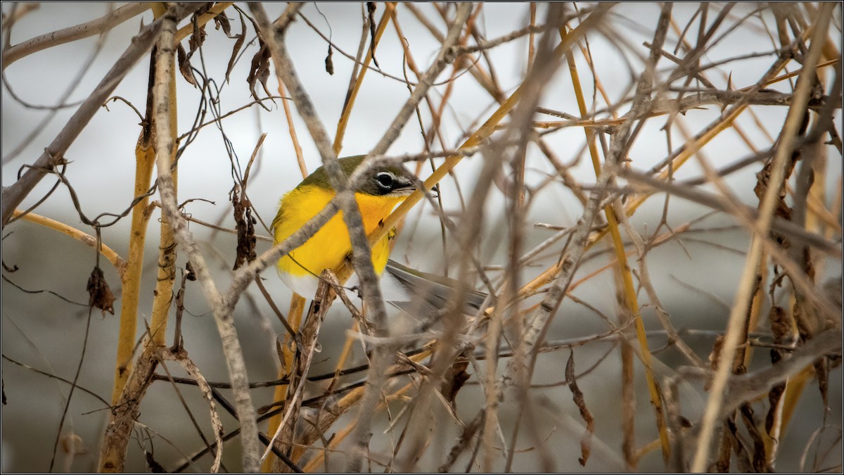 Yellow-breasted Chat - ML307614601