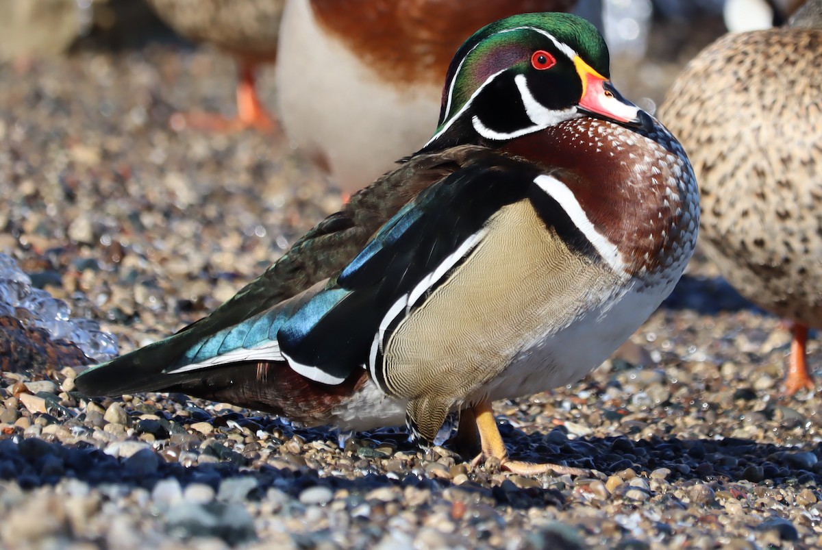 Wood Duck - ML307614741