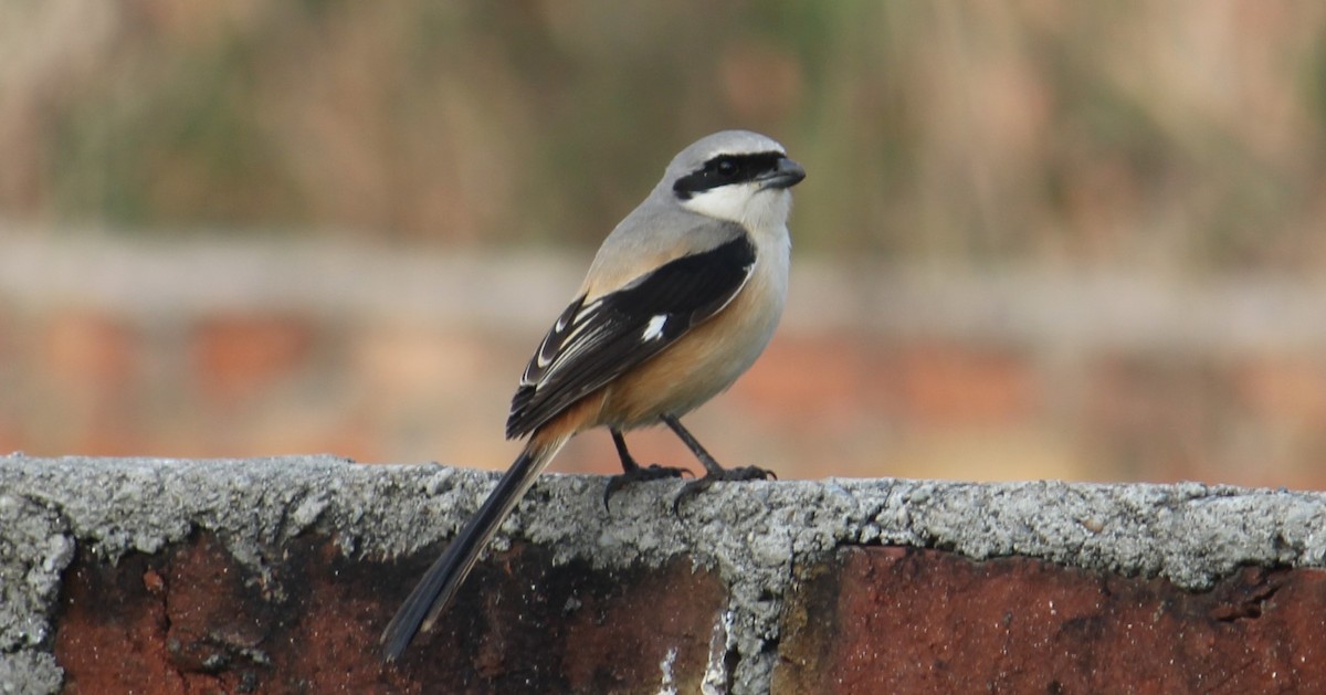 Long-tailed Shrike - ML307615051