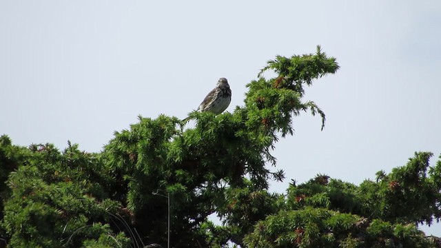 Rock Pipit - ML307618081