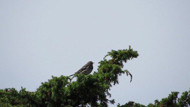 Rock Pipit - ML307618191