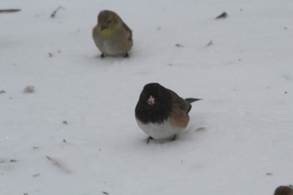 Junco Ojioscuro - ML307618211