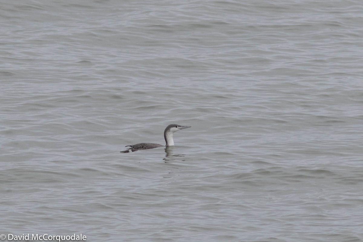 Red-throated Loon - ML307619611