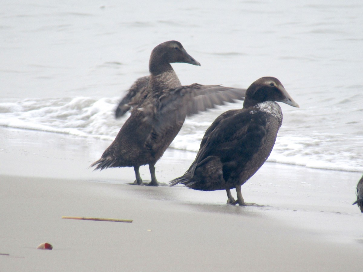 Common Eider - ML307620321