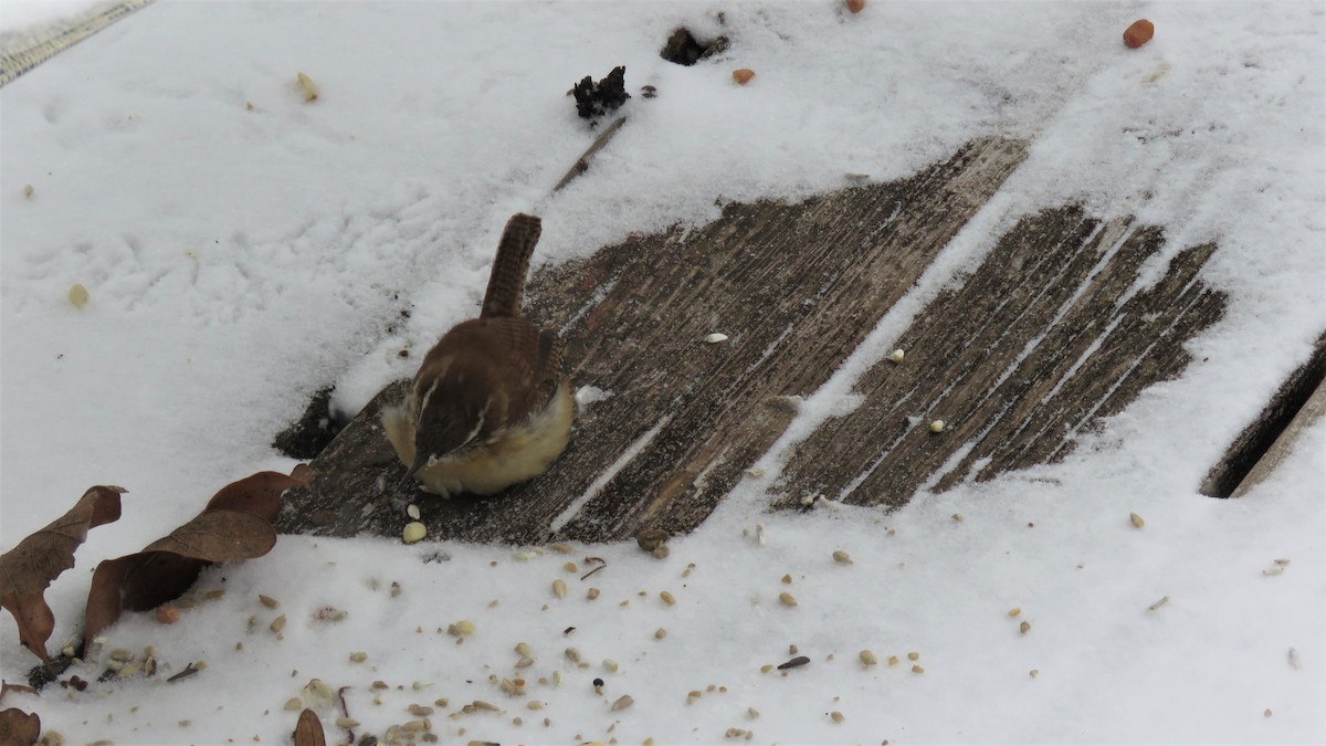 Carolina Wren - ML307621221