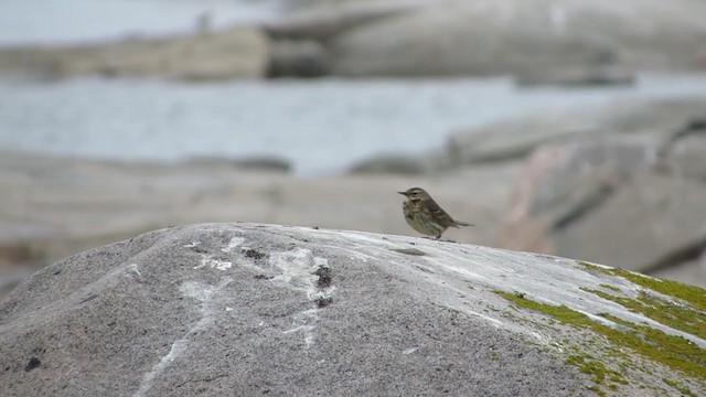 Rock Pipit - ML307621391