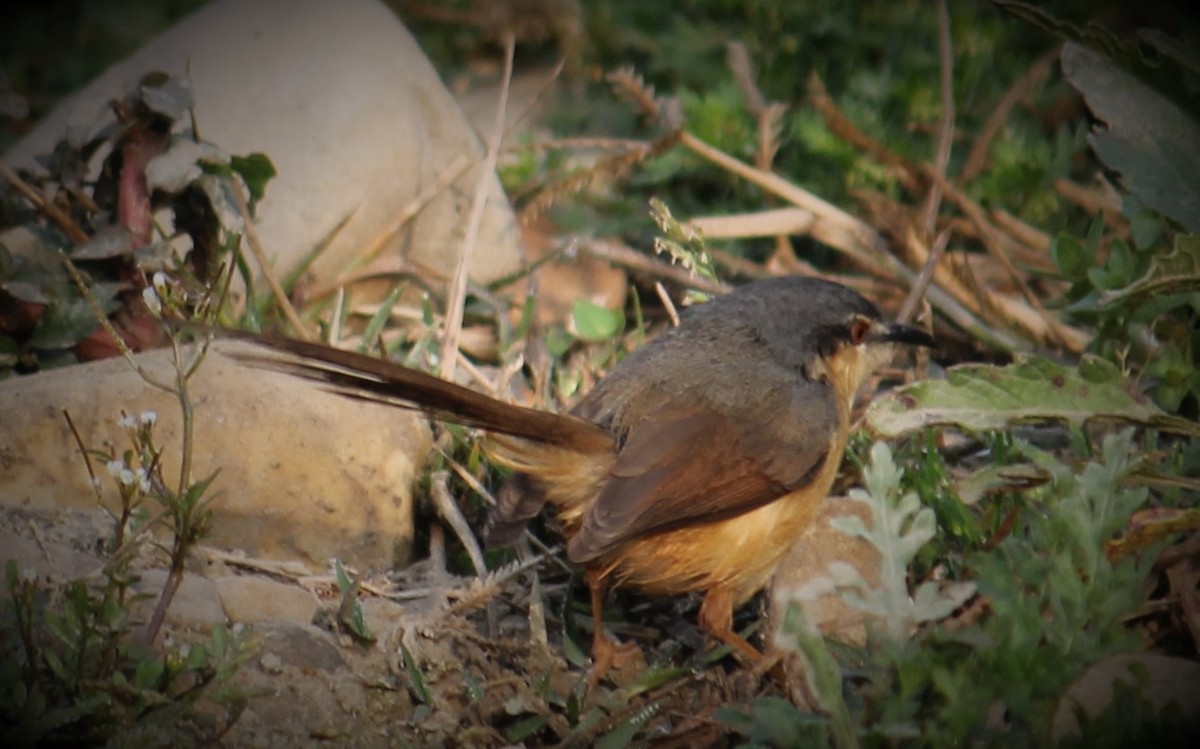 Ashy Prinia - ML307621421