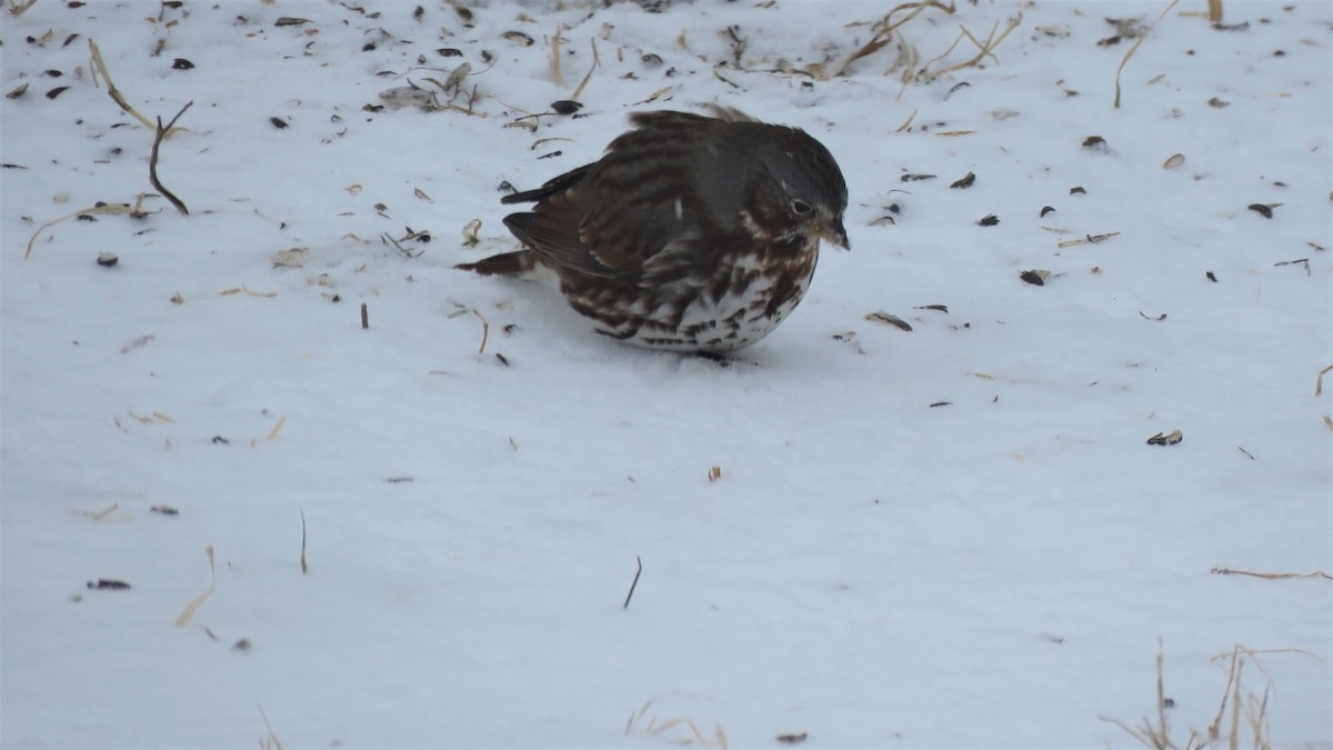 Fox Sparrow - ML307621531