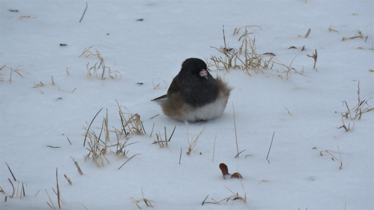 Dark-eyed Junco (Oregon) - ML307621671