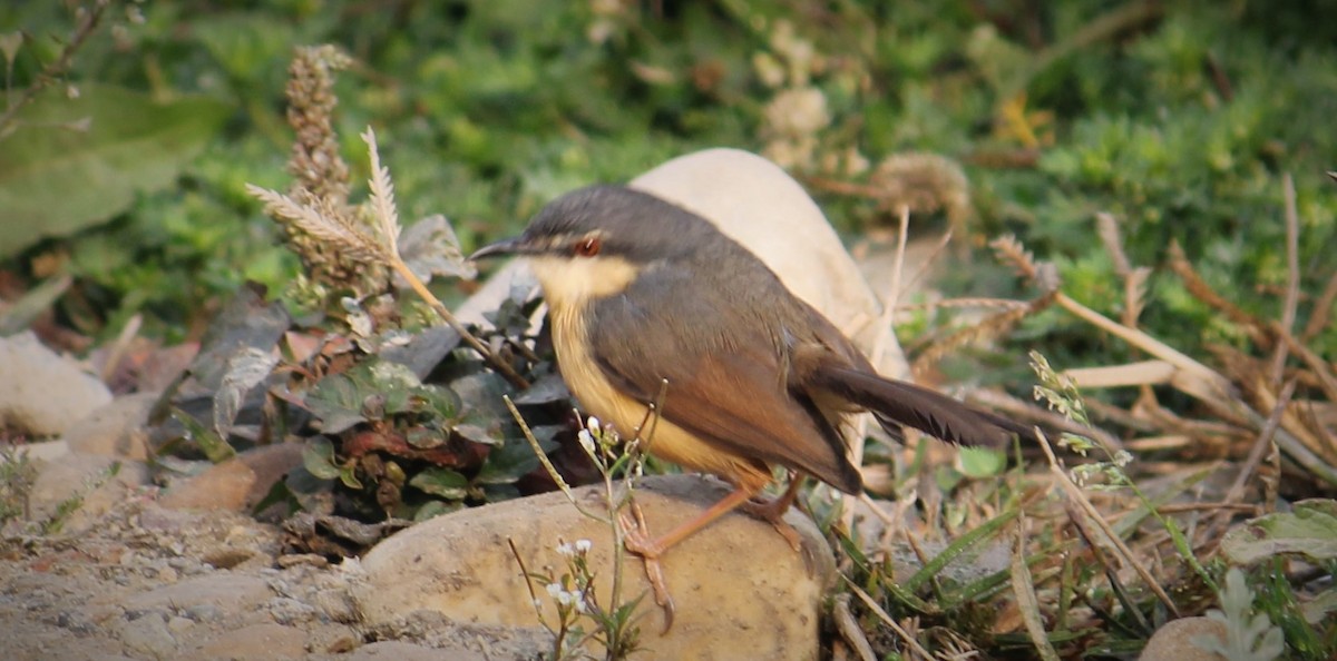 Ashy Prinia - ML307622201