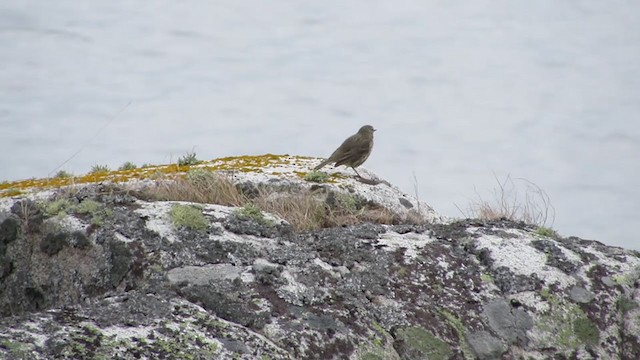 Rock Pipit - ML307624281