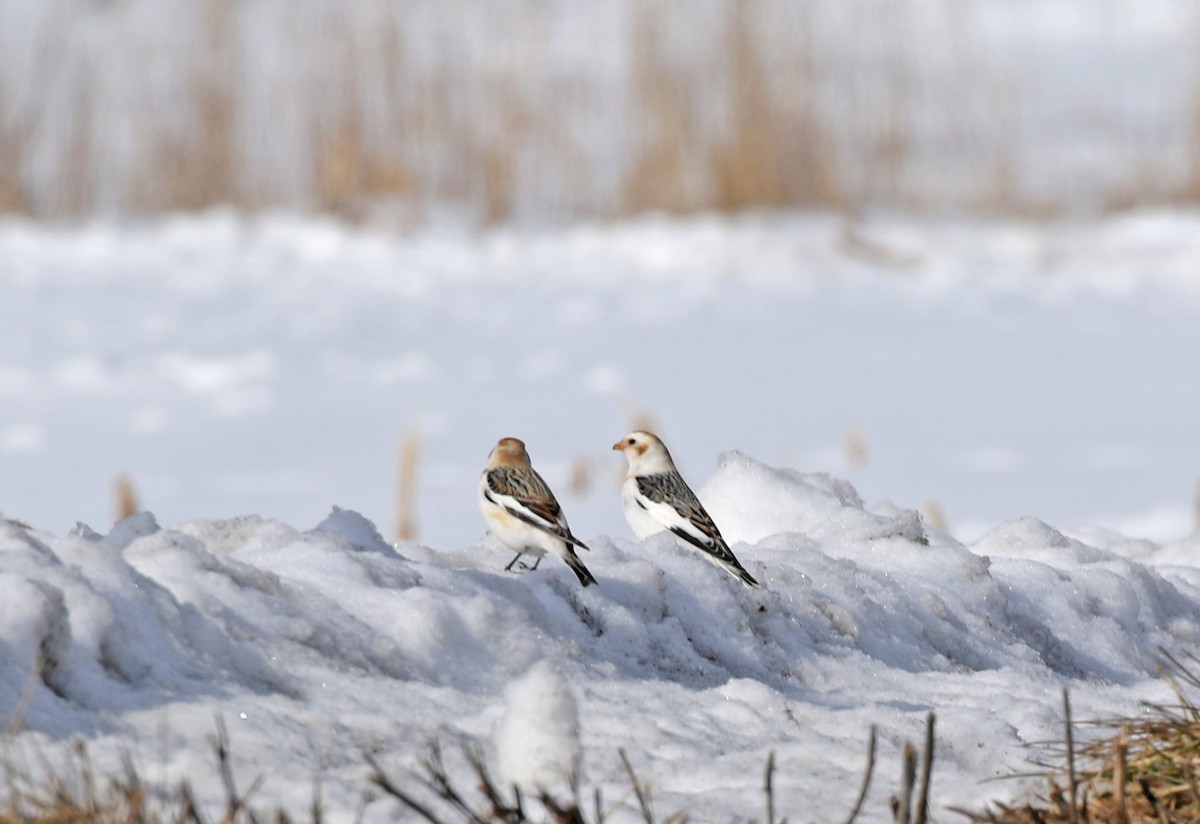 Snow Bunting - ML307624501