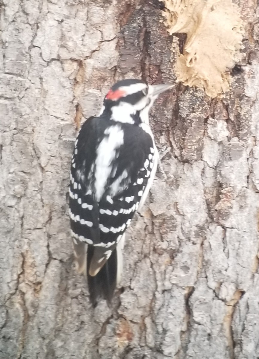 Hairy Woodpecker - ML307624521