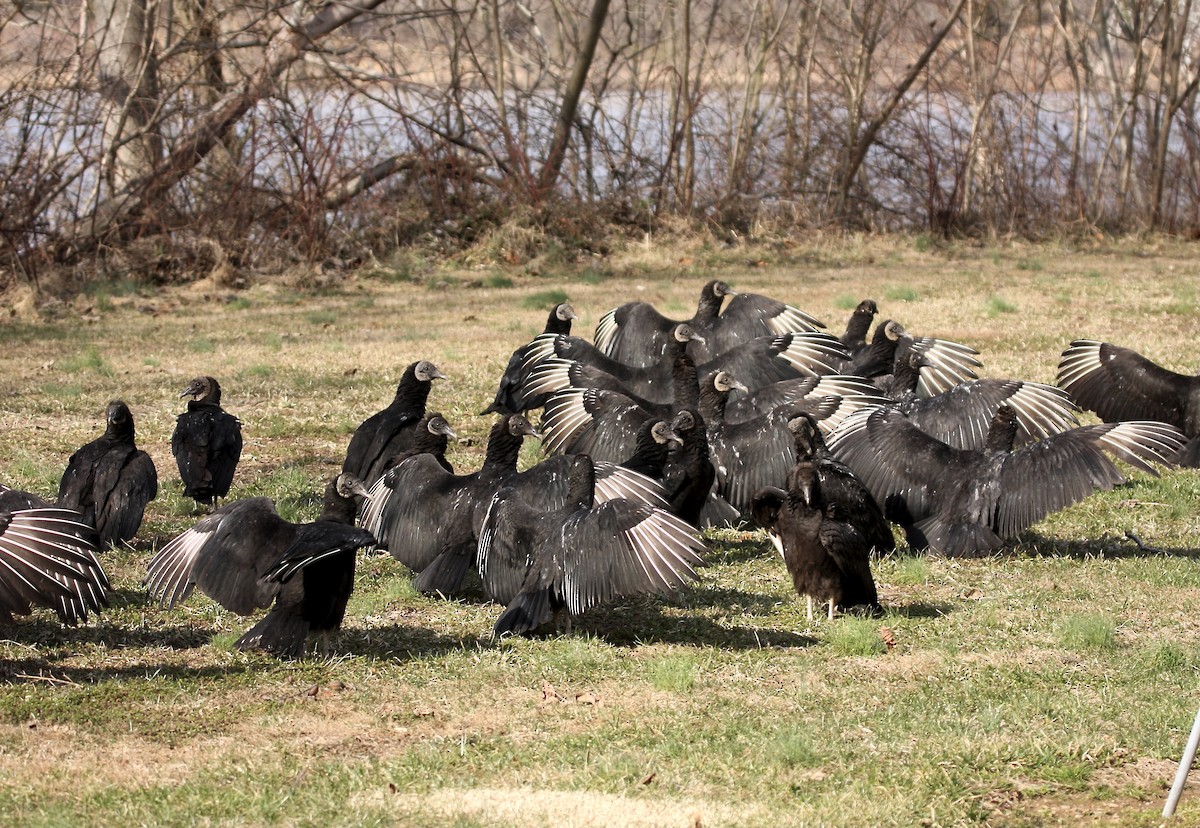 Black Vulture - Tom Amico