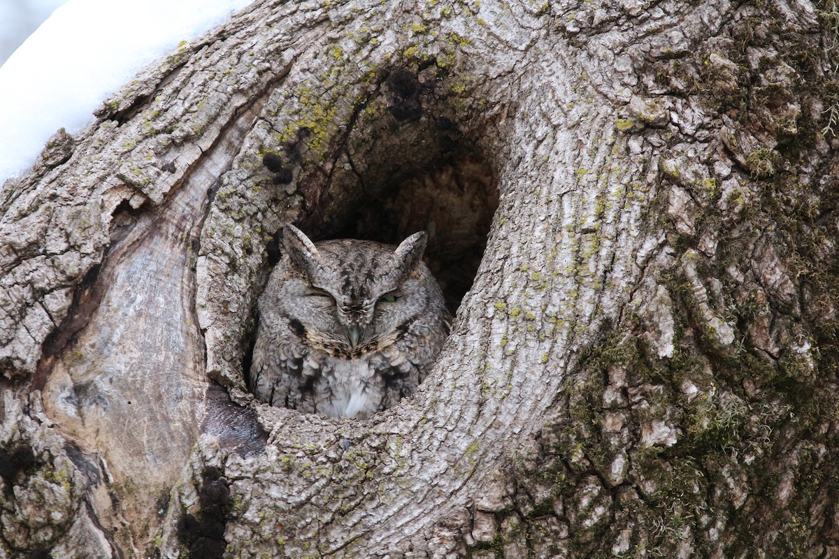 Eastern Screech-Owl - ML307624911