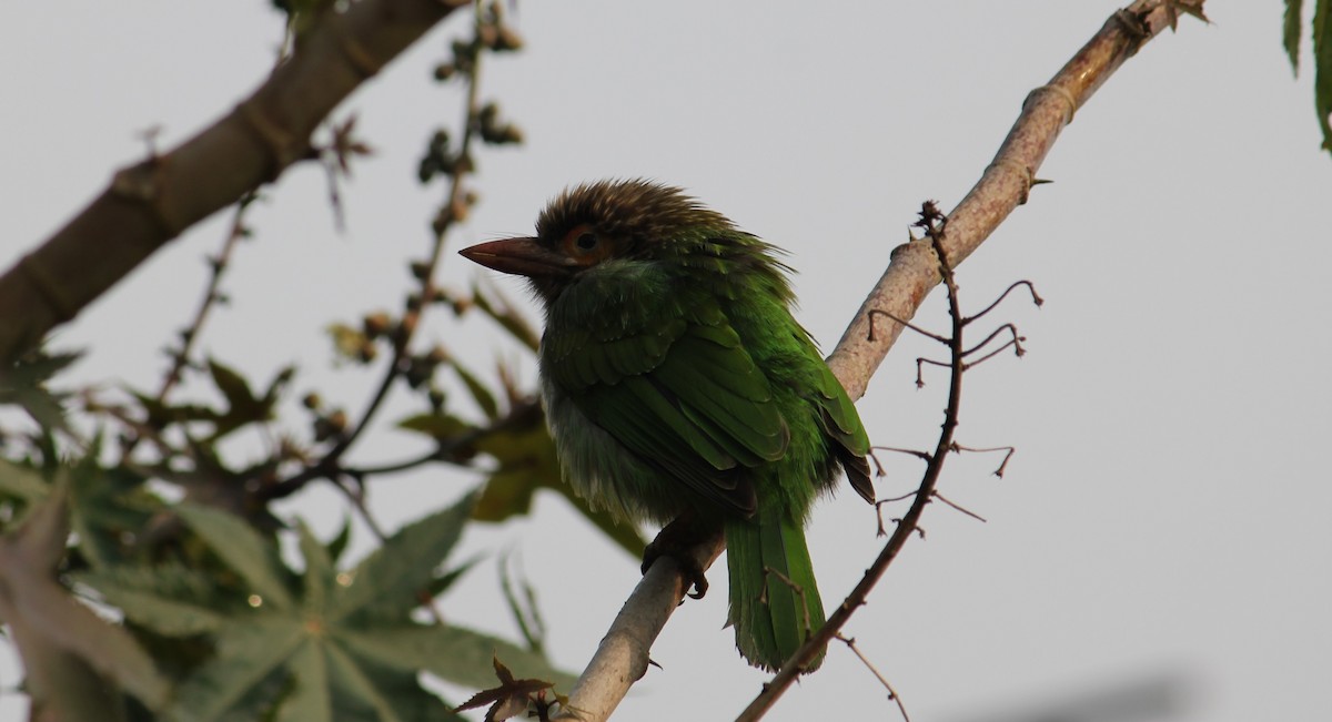 Brown-headed Barbet - ML307625411