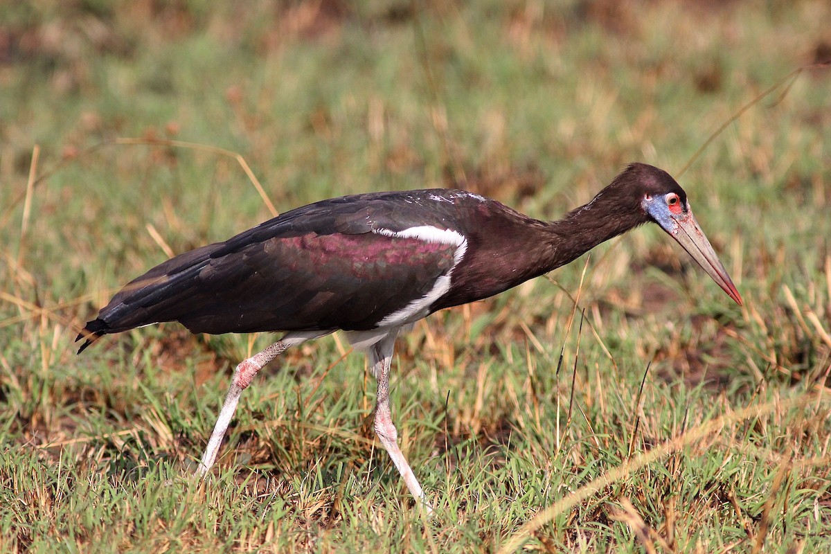 Abdim's Stork - ML307627781