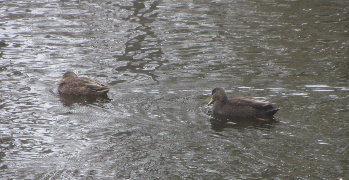 American Black Duck - ML307627941