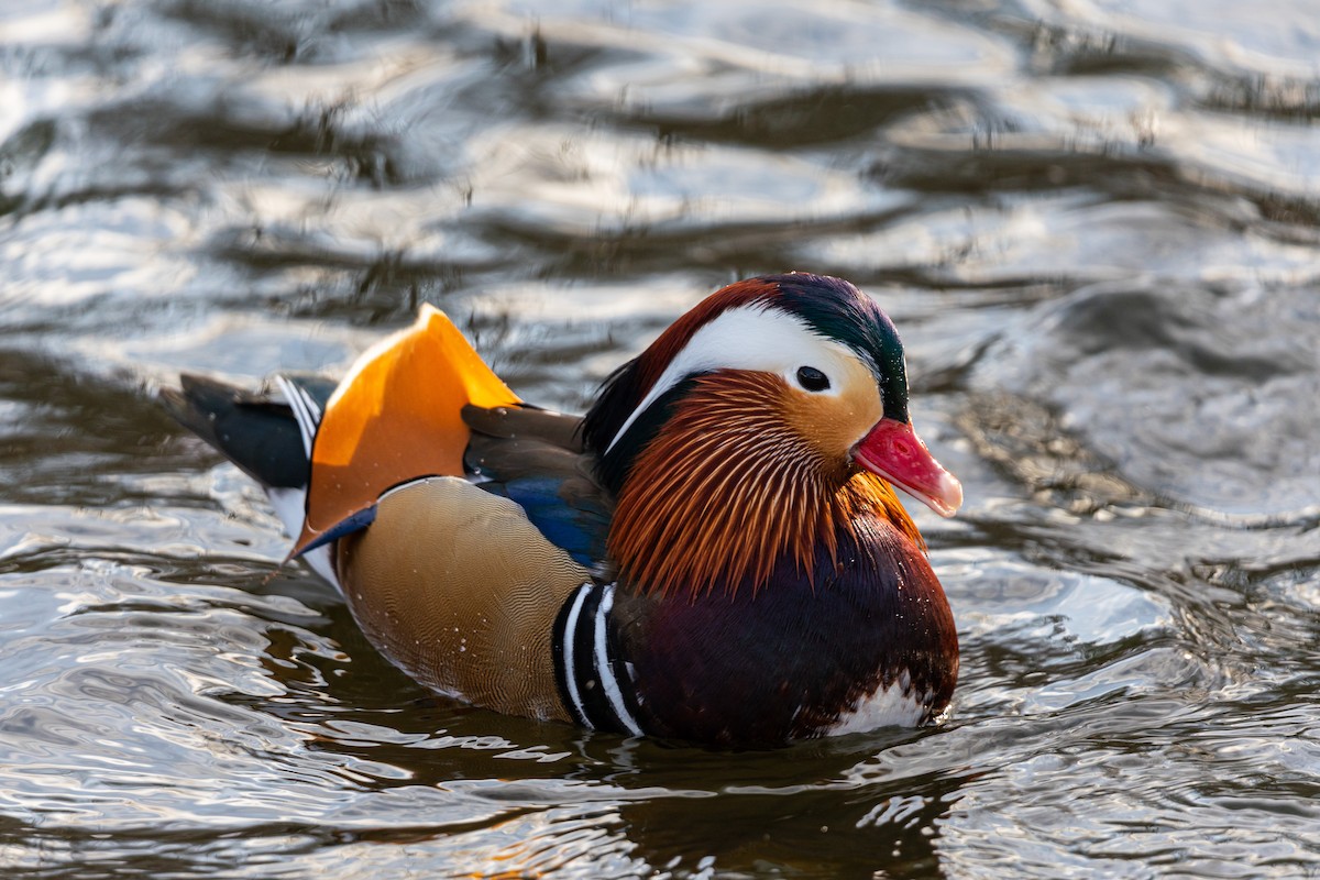 Mandarin Duck - Anton Vlasenko