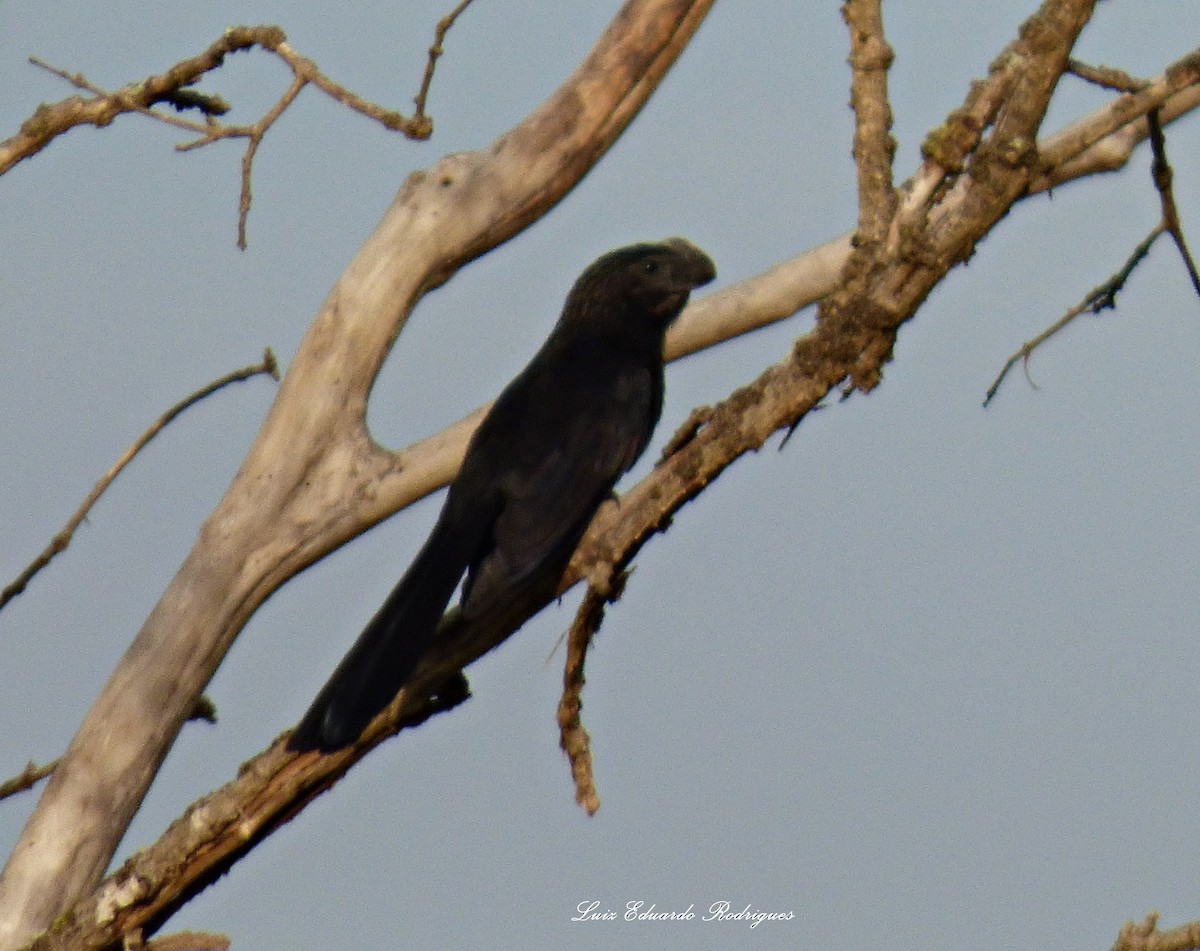 Smooth-billed Ani - ML307628501