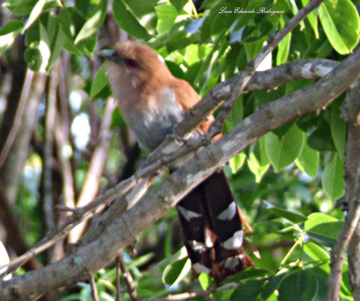 Squirrel Cuckoo - ML307628781