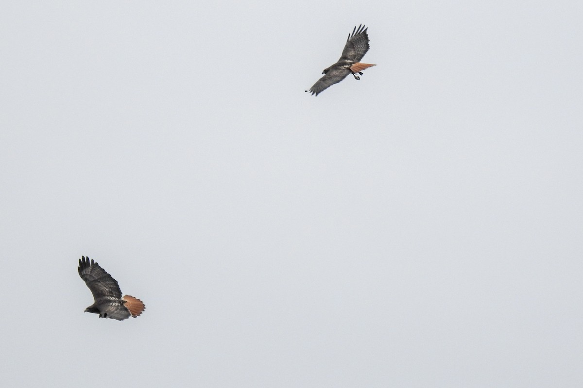 Red-tailed Hawk - ML307630361