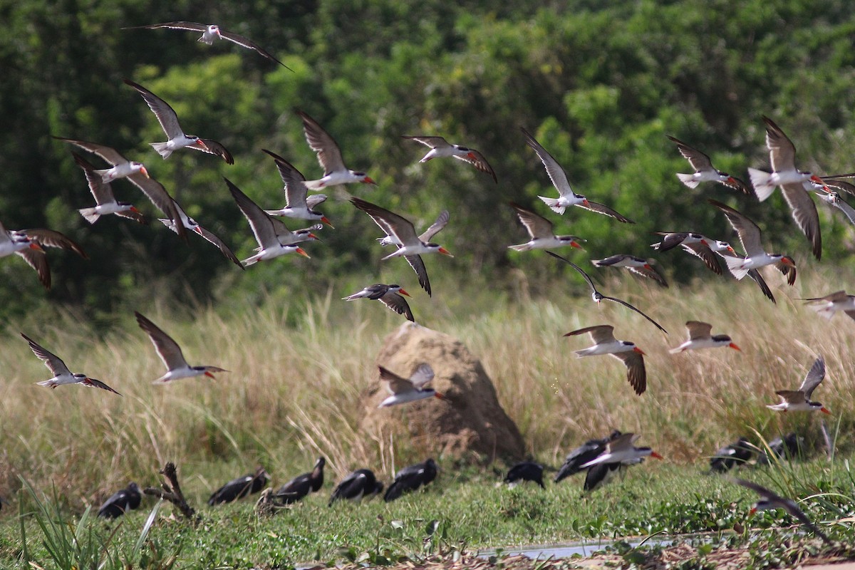 African Skimmer - ML307630881