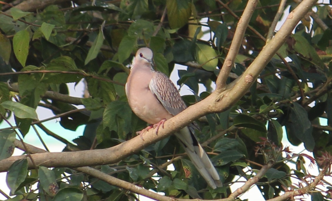 Spotted Dove - ML307632931