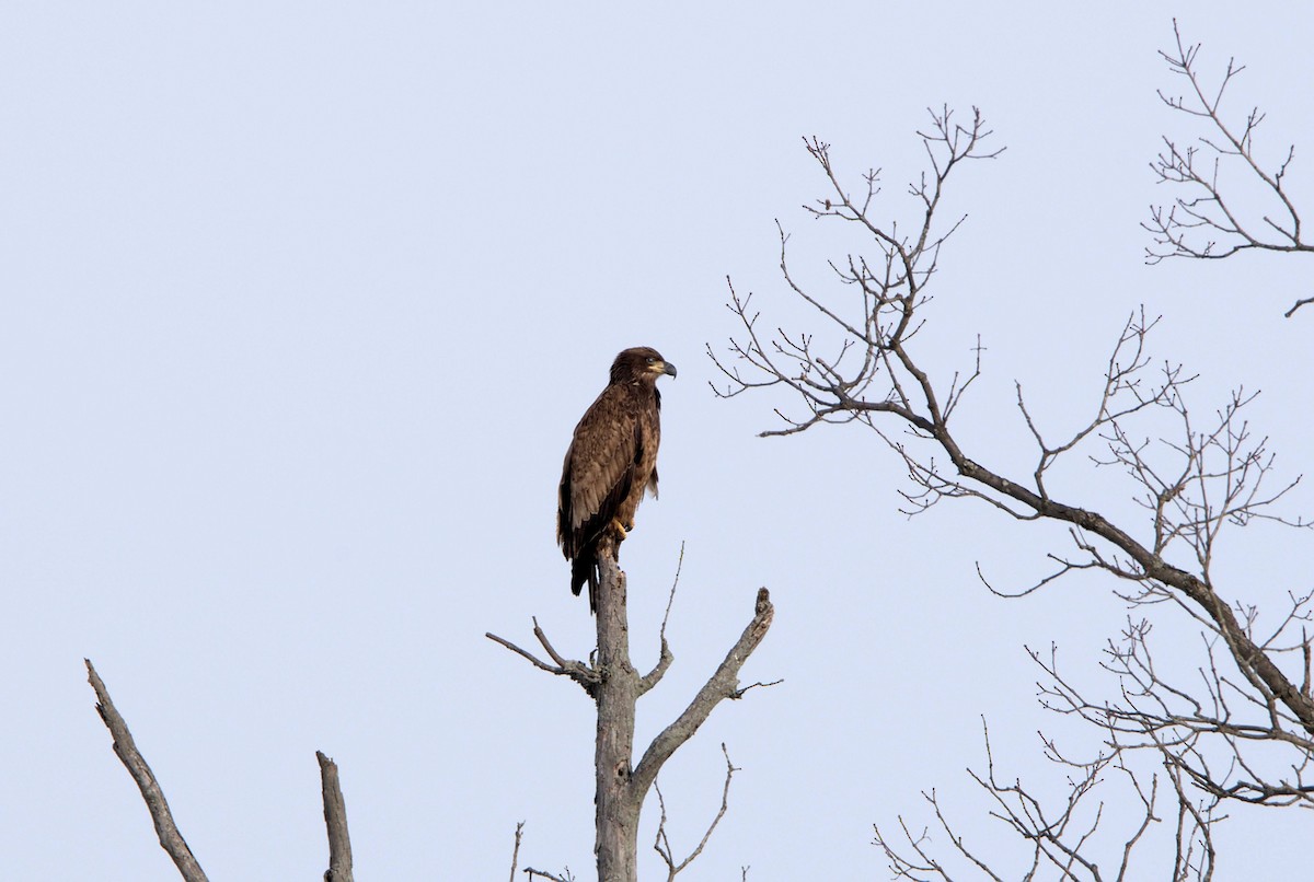 Bald Eagle - ML307633801