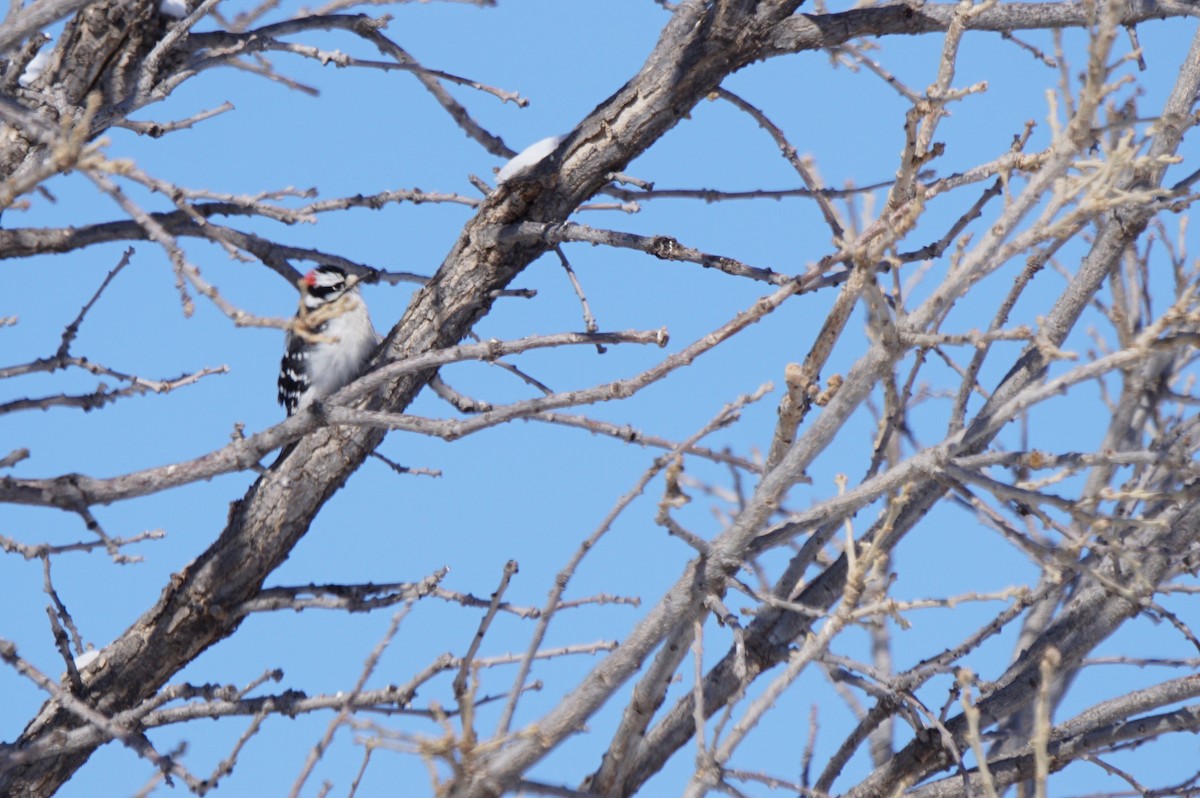 Downy Woodpecker - ML307634561