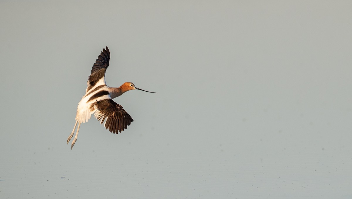 American Avocet - ML307635051