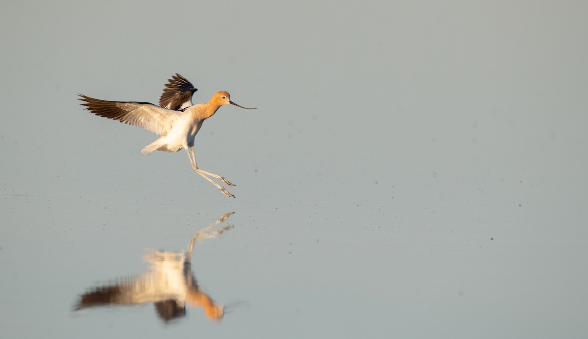 American Avocet - ML307635101